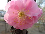 榆叶梅花