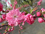 榆叶梅花