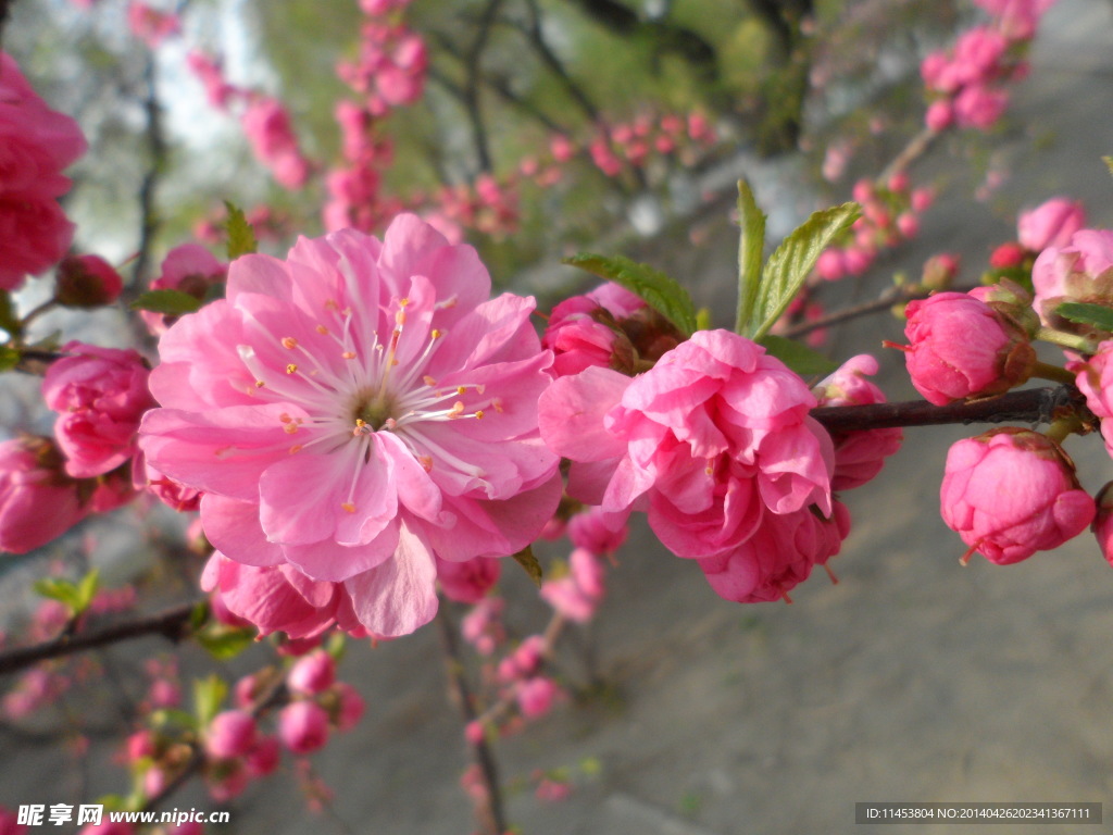 榆叶梅花