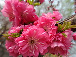 榆叶梅花
