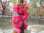 榆叶梅花