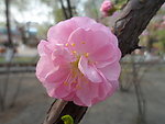 榆叶梅花