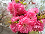 榆叶梅花