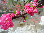 榆叶梅花