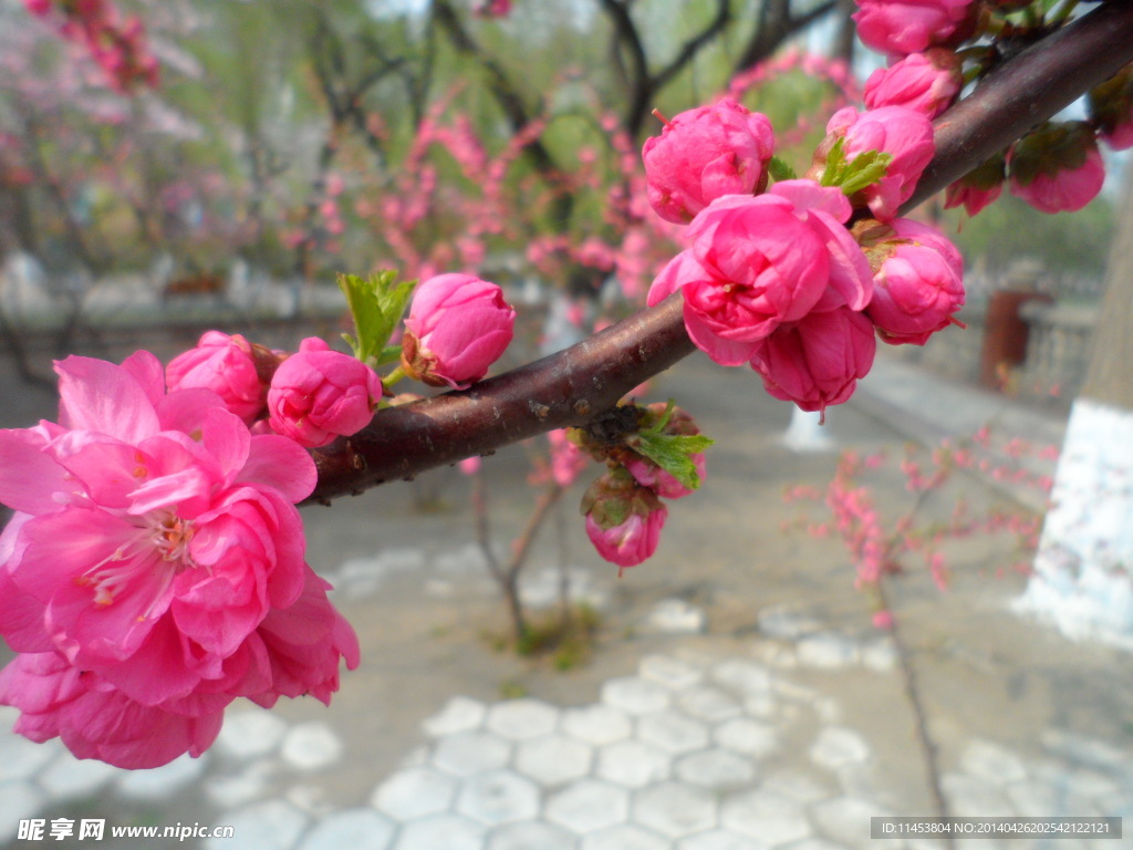 榆叶梅花