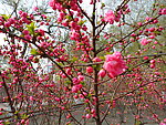 榆叶梅花