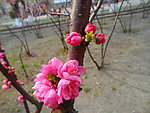 榆叶梅花