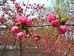 榆叶梅花