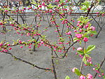 榆叶梅花