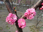 榆叶梅花