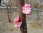 榆叶梅花