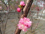 榆叶梅花