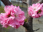 梅花 公园 榆叶梅