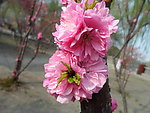 榆叶梅花