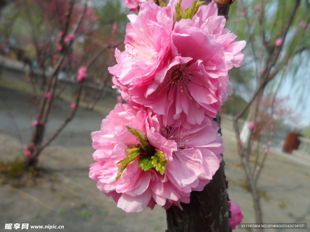 榆叶梅花