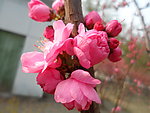 榆叶梅花