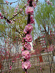 榆叶梅花