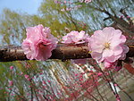 榆叶梅花
