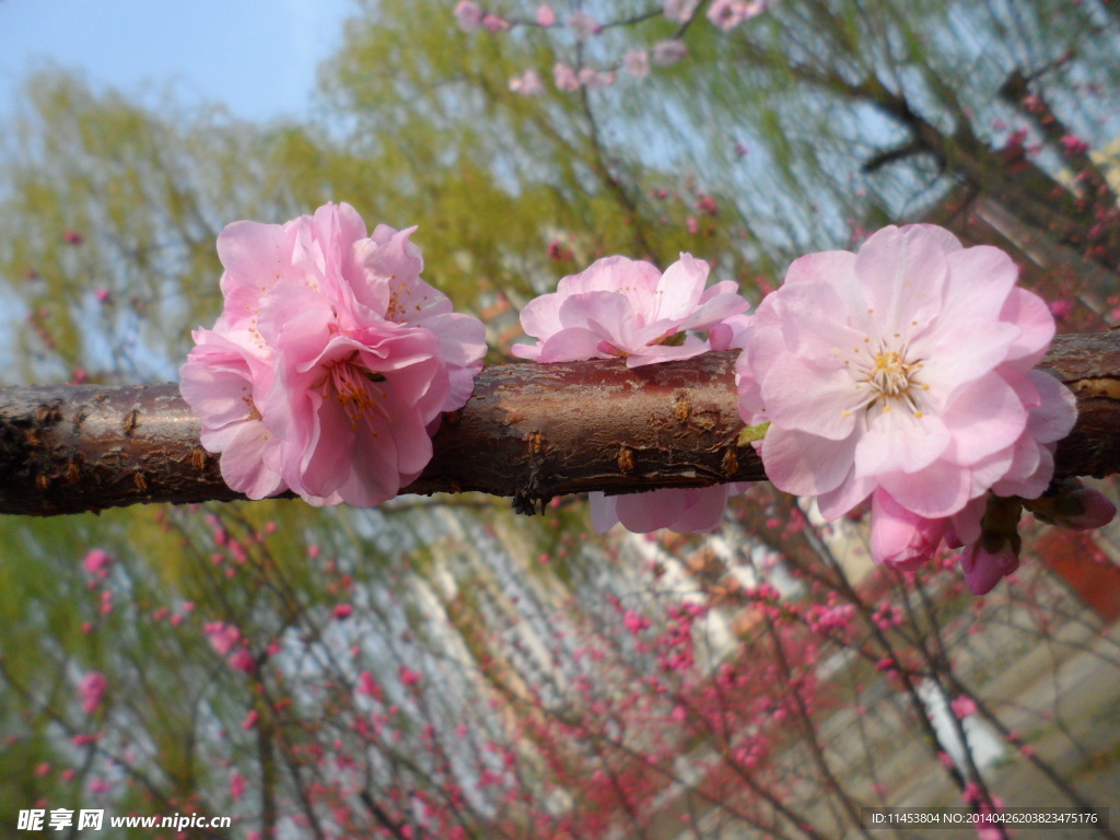 榆叶梅花