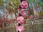 榆叶梅花