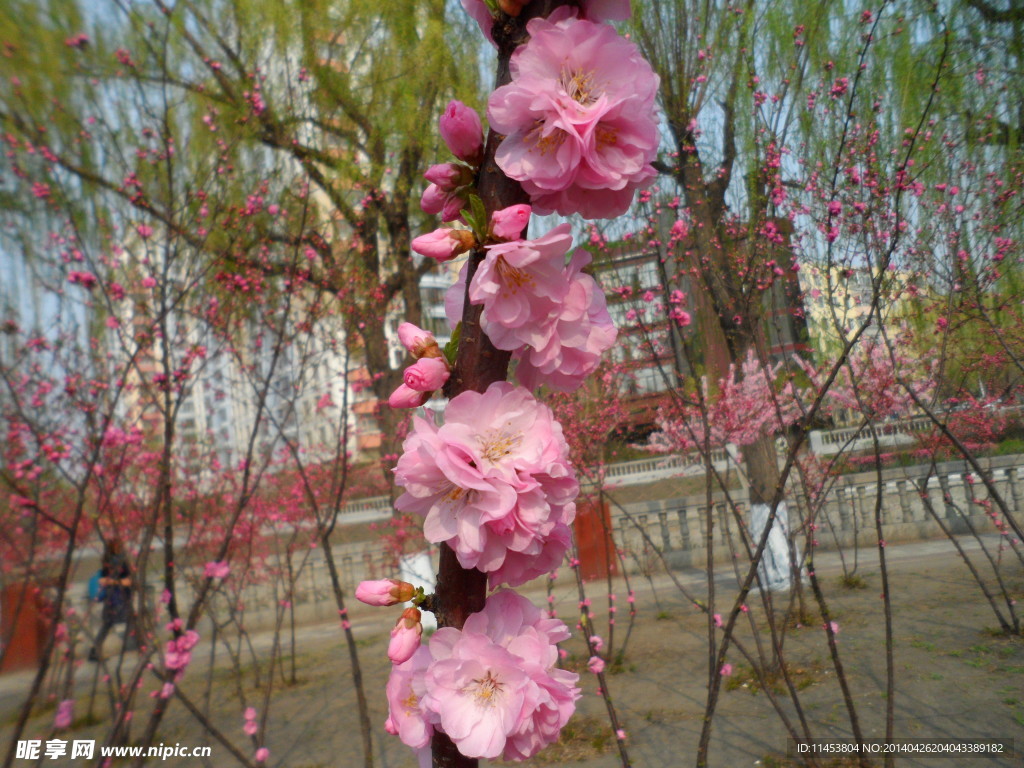 榆叶梅花