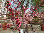 榆叶梅花
