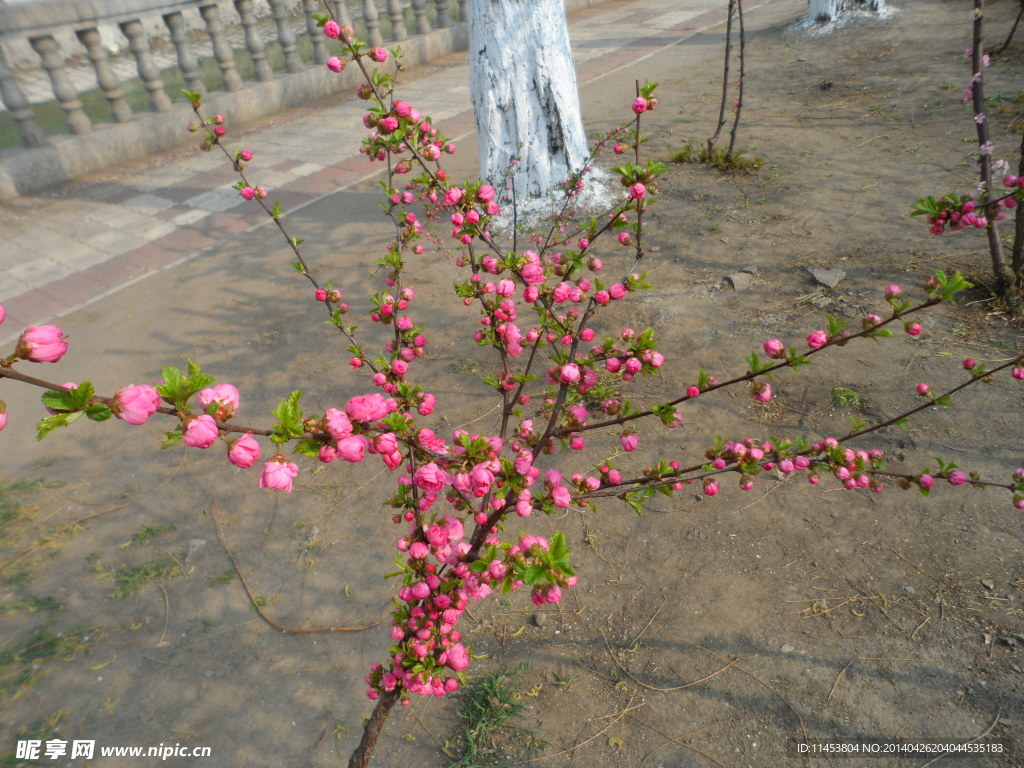 榆叶梅花