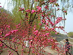 榆叶梅花