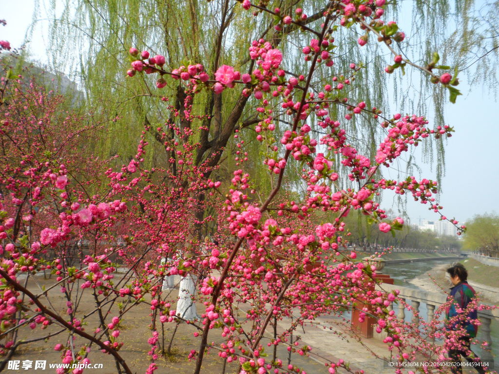 榆叶梅花