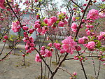 榆叶梅花