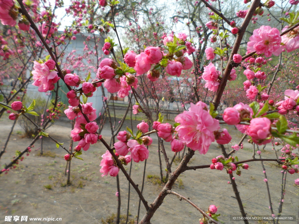 榆叶梅花