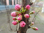 榆叶梅花