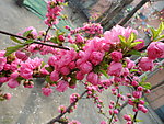 榆叶梅花