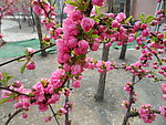 榆叶梅花