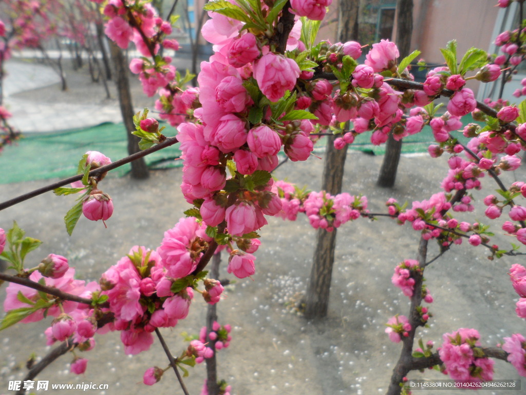榆叶梅花