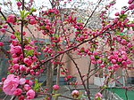 榆叶梅花