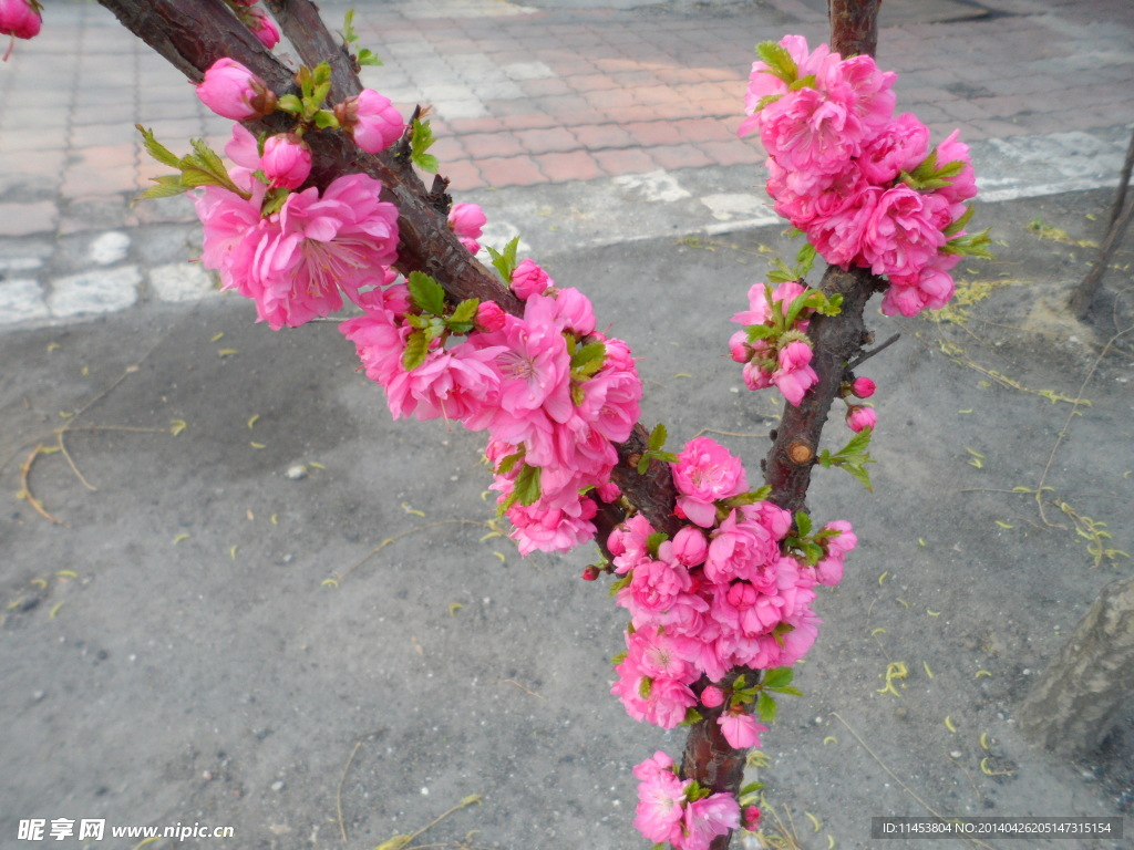 榆叶梅花