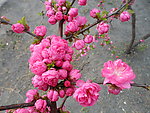 榆叶梅花