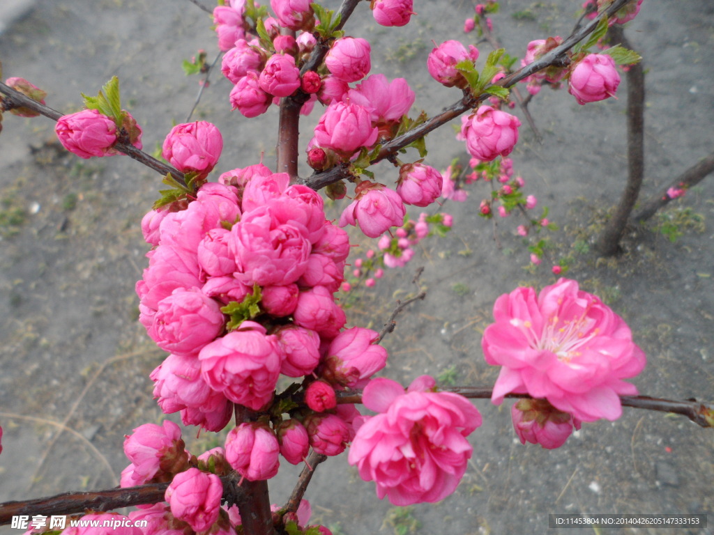 榆叶梅花