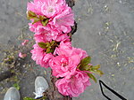 榆叶梅花