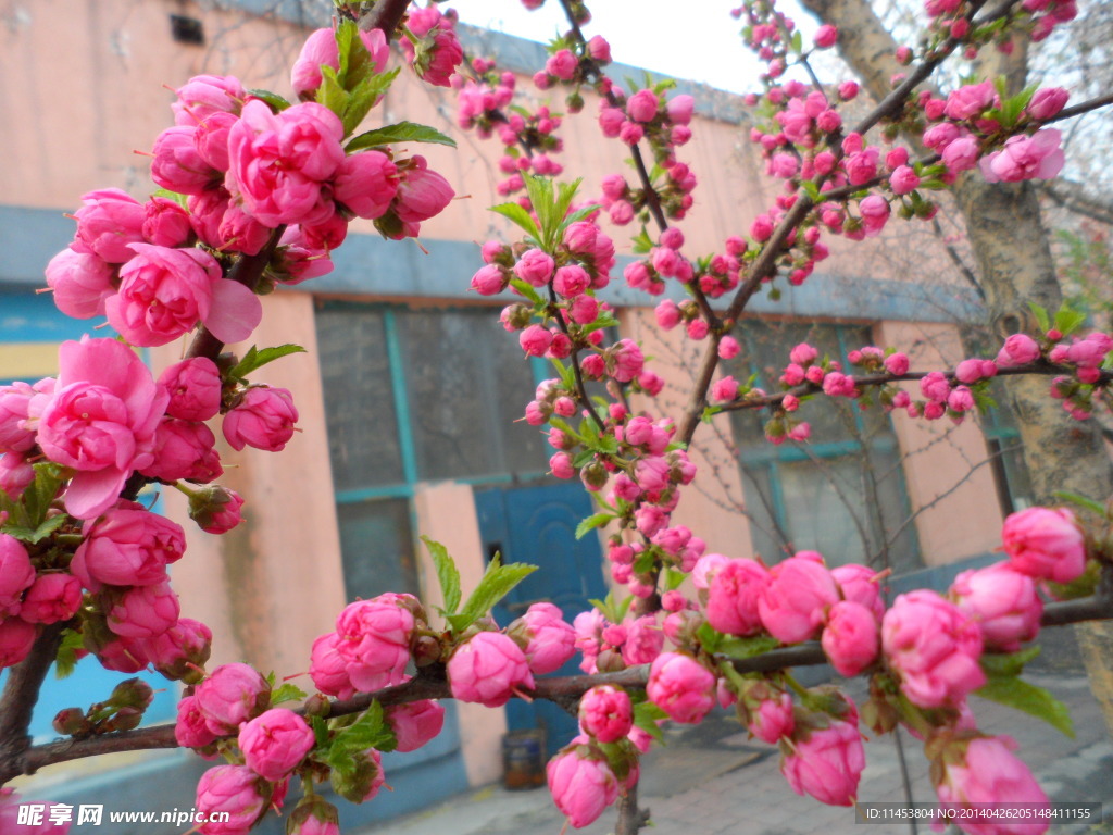 榆叶梅花