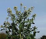 萝卜花开