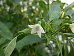 辣椒花