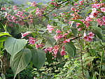 杜鹃花