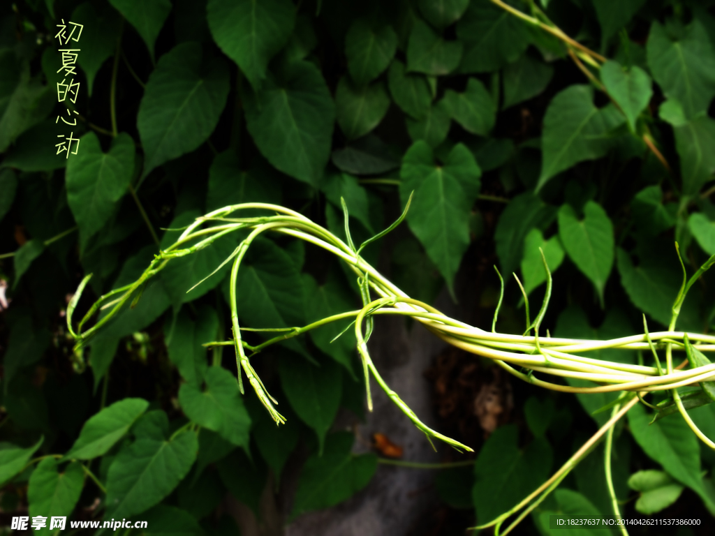 藤本植物