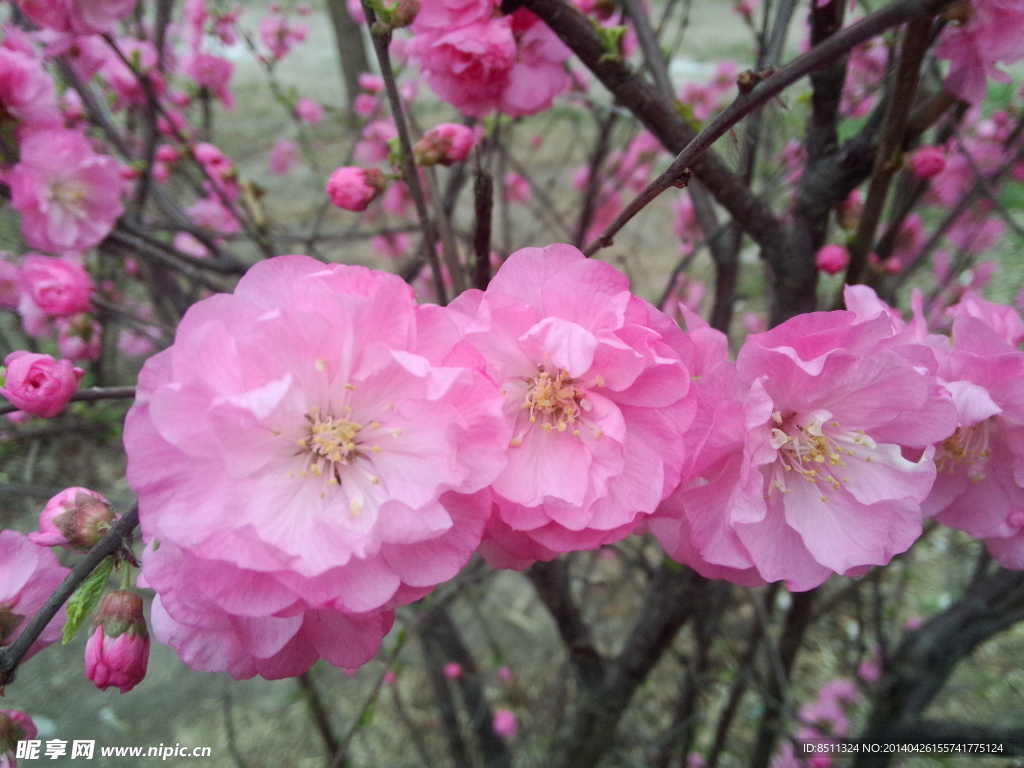 桃花