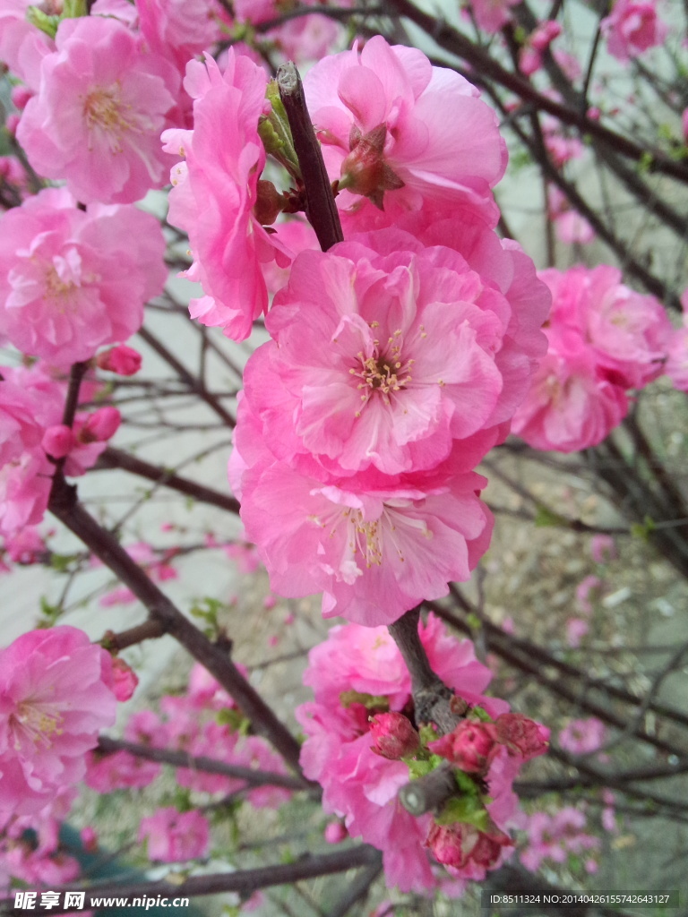 桃花