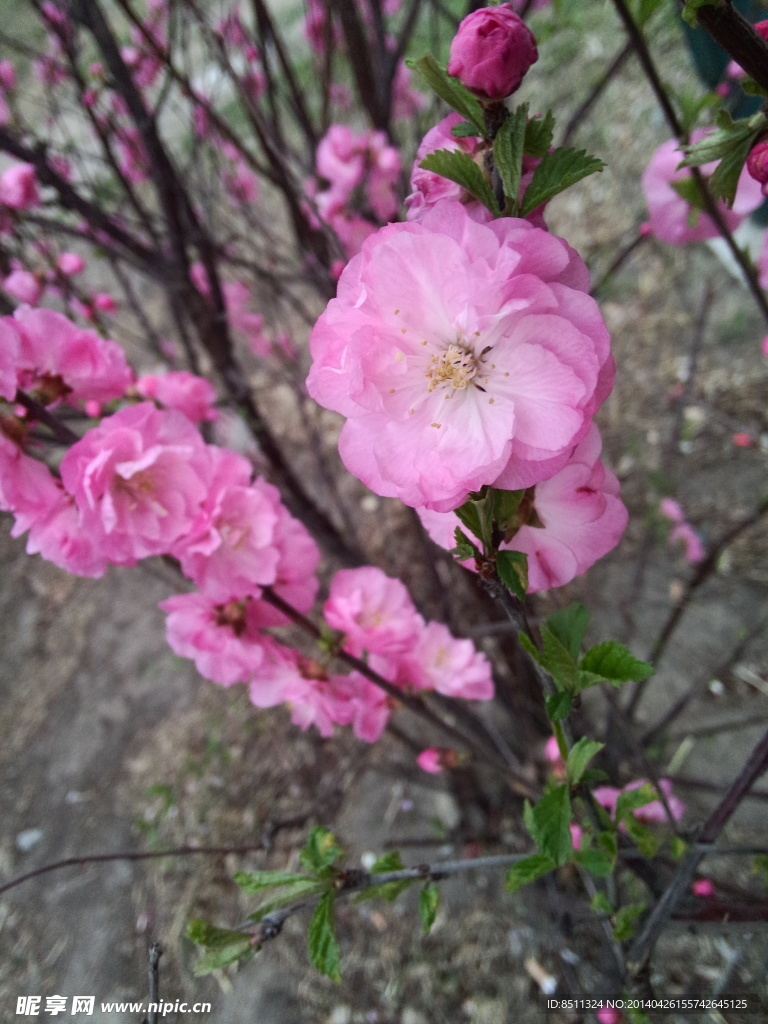 桃花