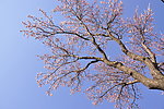 杏树