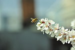 蜂恋蜜